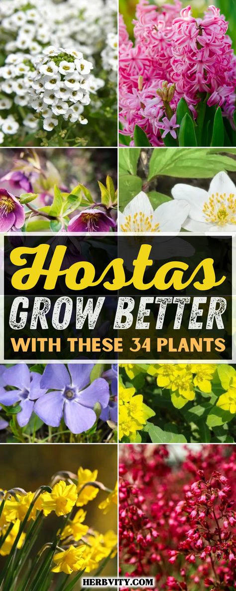 Backyard Planting Ideas Landscaping, Landscape With Hostas Front Yards, Growing Hostas Flower Beds, Berm Landscape Design, Hosta Shade Garden Ideas, Plants To Pair With Hostas, Hosta Gardens Flower Beds, Slug Resistant Hostas, Japanese Grass Garden