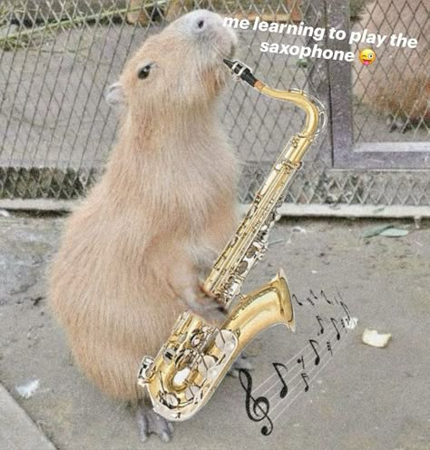 Tenor Saxophone Aesthetic, Aesthetic Saxophone, Saxophone Jokes, Sax Aesthetic, Saxophone Aesthetic, Instrument Aesthetic, Animals Playing Instruments, Alto Saxophone Sheet Music, Sax Music