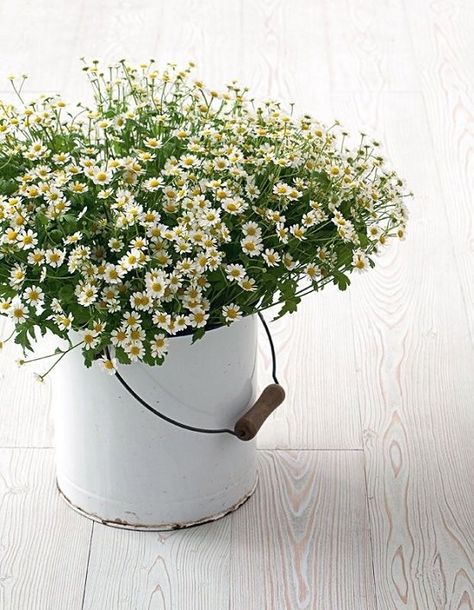 Growing Chamomile in Pots | Balcony Garden Web Deco Floral, Simple Flowers, Baby's Breath, Arte Floral, Beautiful Blooms, Ikebana, Love Flowers, Cut Flowers, My Flower