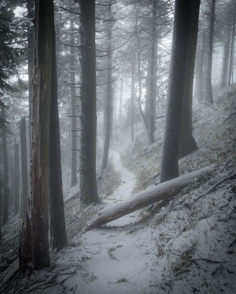 Dog Mountain, Snow Forest, Forest Background, Forest Trail, Up Dog, Snowy Forest, Winter Scenery, Snowy Mountains, Fantasy Aesthetic