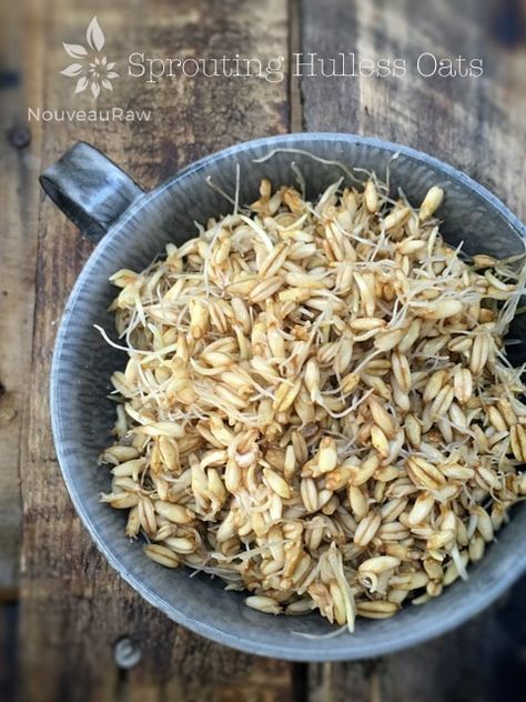 Sprouted Oats, Raw Oats, Oat Groats, Sprouted Grains, Breakfast Oatmeal, Sprout Recipes, Inflammatory Foods, Raw Vegan Recipes, Gluten Free Oats