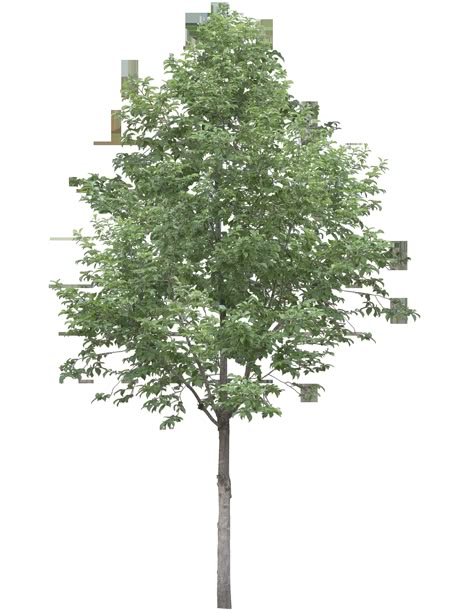 Trees Architecture Photoshop, Tree Elevation Architecture Photoshop, Plants Elevation Architecture, Trees For Photoshop Architecture, Trees Photoshop Architecture, Architecture Tree Png, Tree Rendering Architecture, Tree Elevation Architecture, Tree Photoshop Architecture