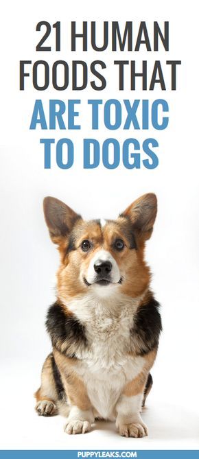 Canine Nutrition, Toxic Foods For Dogs, Human Food For Dogs, Dog Life Hacks, Toxic To Dogs, Dog Human, Joe Johnson, Corgi Mix, Toxic Foods