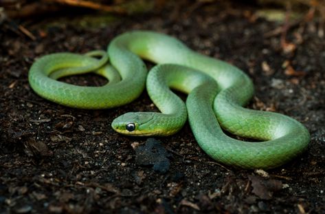 The smooth green snake (Opheodrys vernalis) is species of North American nonvenomous snake in the family Colubridae. The species is also referred to as the grass snake. It is a slender, 'small medium' snake that measures 36–51 cm (14–20 in) as an adult. It gets its common name from its smooth dorsal scales, as opposed to the rough green snake, which has keeled dorsal scales. The smooth green snake is found in marshes, meadows, open woods, and along... (Source: Wikipedia, '', http://en.wikipedia. Jake Scott, Green Python Snake, Snake Species, Grass Snake, Smooth Green Snake, Green Tree Python, Biak Green Tree Python, Rough Green Snake, Eastern Brown Snake