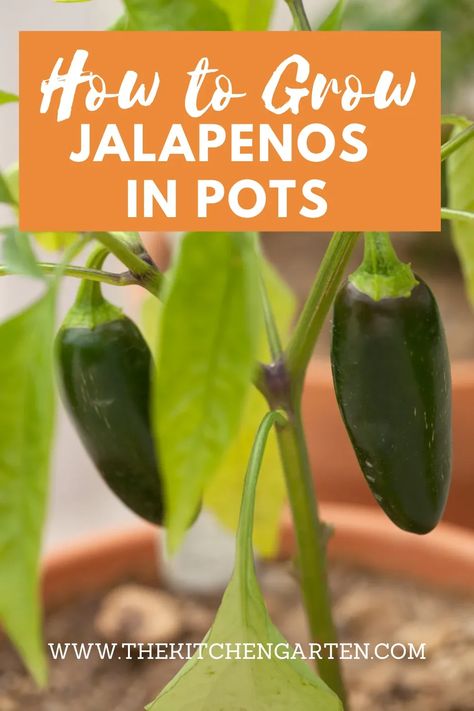 Grow jalapenos in pots no matter the size of your yard or garden. These plants are perfect for container gardens on porches and patios. How To Grow Jalapenos, Grow Jalapenos, Growing Jalapenos, Jalapeno Plant, Building A Raised Garden, Planting Pot, Vegetable Garden Diy, Garden Veggies, Edible Landscaping