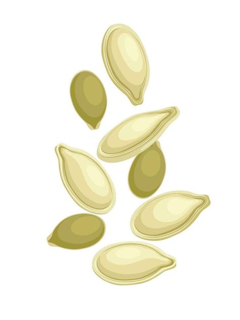 Vector illustration, pumpkin seeds, isolated on white background. Seed Illustration, Spinach Seeds, Pumpkin Seed, Background Background, Background White, Pumpkin Seeds, Vector Icons, Nuts, White Background