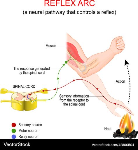 Reflex Arc, Stimulus And Response, Neural Pathways, Motor Neuron, Arm Muscles, Spinal Cord, The Brain, High Res, Png Images