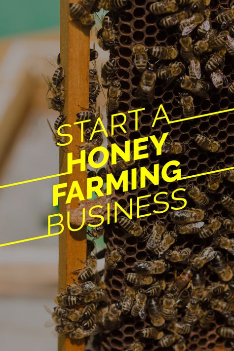 So you want to be a beekeeper? Beekeeping and honey production is an ecological way to make money. Bees spread pollen in search of honey and aides in the production of more flowering plants. It requires minimal resources and is comparatively low on investment. How To Raise Bees For Honey, Honey Business Ideas, How To Start A Bee Farm, Beekeeping Business, Honey Business, Honey Bee Infographic, Benefits Of Local Honey, Honey Production, Free Business Plan