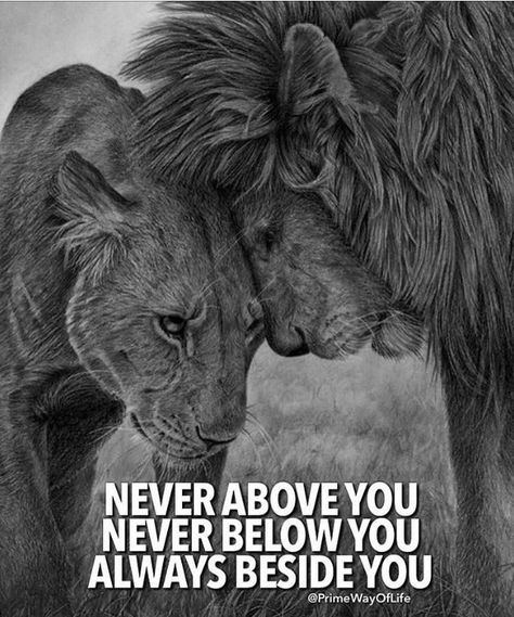 Lioness Quotes, Love Feeling Images, Lion Couple, Lion Quotes, Tag Your Love, Lion Photography, Lion And Lioness, Lion Love, Lion Wallpaper