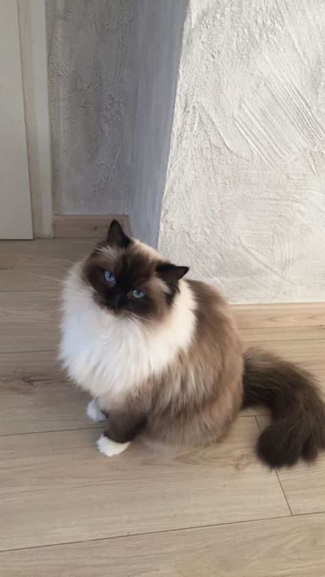 Siamese Ragdoll Cat, White Ragdoll Cat, Most Popular Cat Breeds, Most Beautiful Cat, Birman Cat, Cute Cat Breeds, Gorgeous Cats, Beautiful Cat Breeds, Most Beautiful Cat Breeds