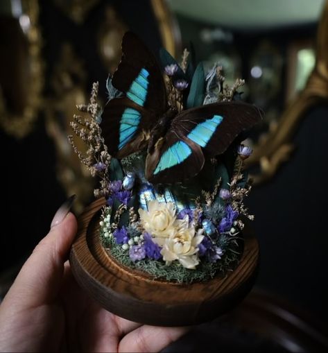 Oddities Decor, Cool Insects, Butterfly Blue, Dried Florals, On Live, Blue Violet, Beetles, Taxidermy, Talking To You