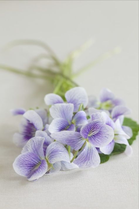 “Forgiveness is the fragrance that the violet sheds on the heel that has crushed it.” - Mark Twain Sweet Violets, Violet Flower, African Violets, Edible Flowers, Purple And White, Belleza Natural, Lily Of The Valley, Love Flowers, My Flower