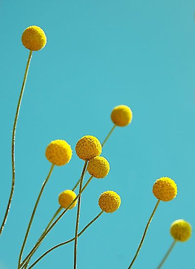 Billy Buttons, Australian Native Plants, Yellow Turquoise, Unusual Plants, Yellow Aesthetic, Button Flowers, Little Flowers, Mellow Yellow, Native Plants