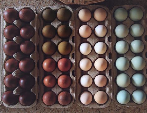 From left to right these are: French Black Copper Marans, Olive Eggers and Cuckoo Marans, Cochin bantams, and Easter Eggers and Ameraucanas. Olive Eggers, Black Copper Marans, Olive Egger, Easter Eggers, Delivery Business, Colored Eggs, Chicken Garden, Keeping Chickens, Hatching Eggs