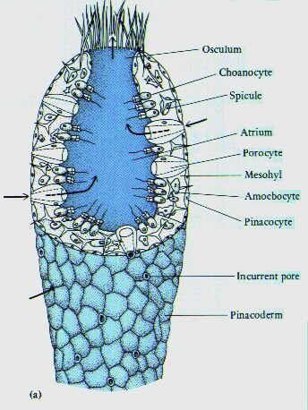 Porifera diagram Phylum Porifera Notes, Phylum Porifera, Biochemistry Major, Vertebrates And Invertebrates, Marine Science, Study Biology, Food Infographic, Body Structure, Science Notes