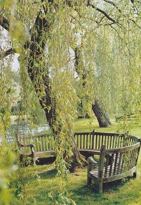 22 Creative and Inspiring Tree Seats Around Trees | Homesthetics - Inspiring ideas for your home. Bench Around Trees, Tree Seat, Landscaping Around Trees, Wooden Benches, Tree Bench, Weeping Willow Tree, Under A Tree, Weeping Willow, Body Of Water