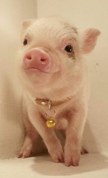 ♡♡ darling piggy Cute Farm Animals, Micro Pigs, Teacup Pigs, Cute Piglets, Mini Pigs, Cute Pig, Cute Piggies, Pet Pigs