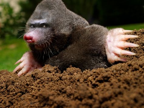 Wait a minute...who are you? Mole Day, Taupe Animal, Mole Repellent, Earthworms, Rodents, Pest Control, Ferret, Mole, Animal Photography