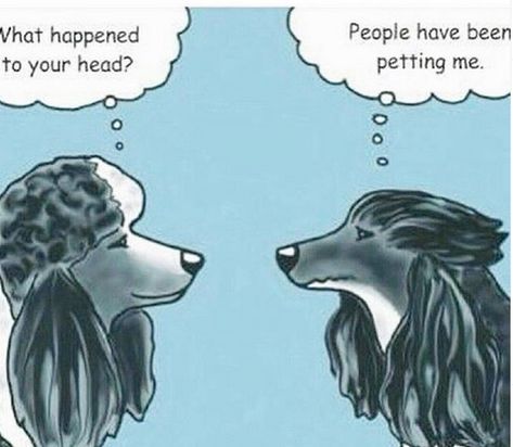 14 Funny Poodle Memes That Will Make You Smile! | Page 2 of 3 | PetPress Chocolate Poodle, Poodle Drawing, Funny Poodle, Small Poodle, Poodle Mom, French Dogs, Poodle Grooming, French Poodles, Teddy Bear Toys