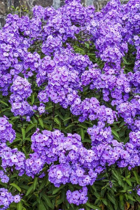 Perennials Low Maintenance, Witches Garden, Full Sun Garden, Full Sun Flowers, Phlox Flowers, Phlox Paniculata, Long Blooming Perennials, Full Sun Perennials, Full Sun Plants