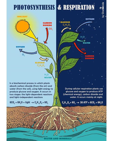 Grafokids on Instagram: “Photosynthesis and plants respiration 🌱🌷🌞 [NATURAL SCIENCE] Infographic for kids 👉 follow us to see what’s coming…” Photosynthesis Poster, Photosynthesis Projects, Cell Respiration, Photosynthesis And Cellular Respiration, Chemical Energy, Cellular Respiration, Handmade Poster, Growth Mindset Posters, Infographic Poster