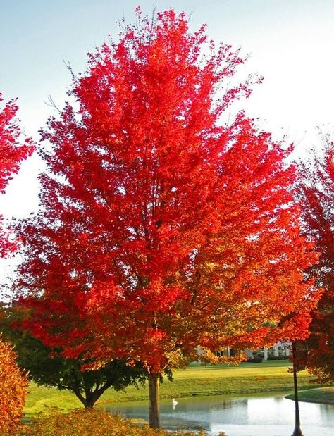 Autumn blaze maple trees grow to heights of 60-100 feet. They have thick green leaves in summer and vibrant fall foliage. Grows in shade to partial sun. Mosquito Repellent Plants, Planting Zones, Silver Maple Tree, Tree Stakes, Red Maple Tree, Repellent Plants, Maple Trees, Live Tree, Erosion Control