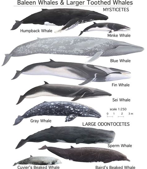 The Crashing Edge: Current Waves of Central Coast Science Whale Types, Whale Chart, Beaked Whale, Types Of Whales, Fish Types, Fin Whale, Minke Whale, Baleen Whales, Types Of Sharks