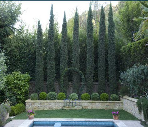 Italian Cypress Tree Front Yard | www.pixshark.com - Images Galleries With A Bite! Tree Garden Design, Italian Cypress Trees, Italian Cypress, Garden Privacy, Garden Screening, Garden Shrubs, Italian Garden, Cypress Trees, Mediterranean Garden