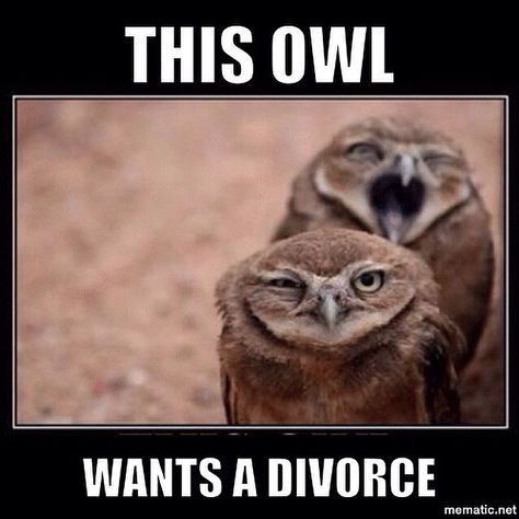 This owl ... Wants a divorce. Lol look at his face. Lmao Jw Humor, Animal Captions, Funny Owls, Owl Pictures, Desenho Tattoo, 귀여운 동물, Bones Funny, Make Me Smile, Owls