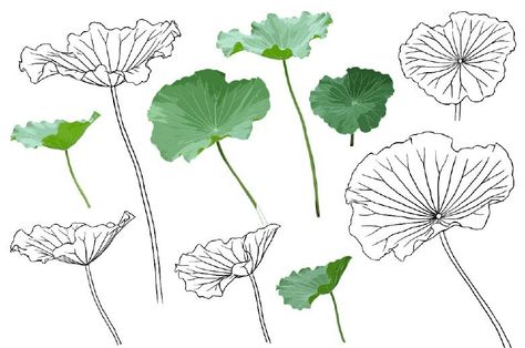 Lotus Flower Pictures, Lotus Flower Art, Flower Line Drawings, Flower Drawing Tutorials, Lotus Art, Leaf Drawing, Floral Drawing, Watercolor Flower Art, Lotus Leaf