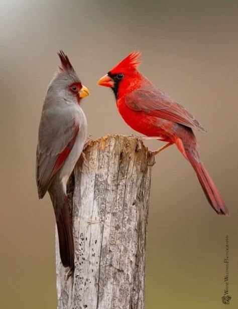 Cardinal Birds Art, Birds Paintings, Common Birds, Northern Cardinal, Bird Illustrations, Dream Photography, Most Beautiful Birds, Cardinal Birds, Birds And Butterflies