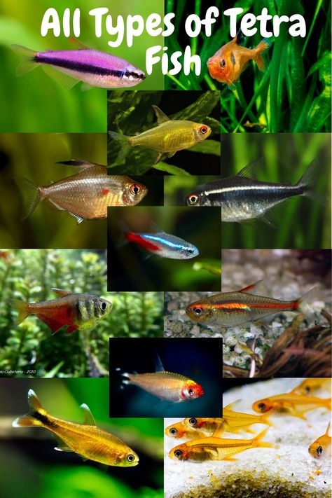 Neon Tetra Fish Tank Ideas, Tetra Fish Tank, Freshwater Sharks, Tetra Aquarium, Neon Tetra Fish, Tetra Fish, Fish Aquarium Decorations, Colourful Fish, Neon Tetra