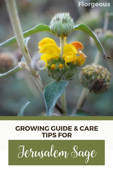 Unlock the beauty of Jerusalem Sage! Elevate your gardening skills with our comprehensive guide on how to grow and care for the captivating Phlomis fruticosa. From planting to pruning, our expert tips cover it all. Discover the ideal soil conditions, sunlight requirements, and watering techniques to ensure your Jerusalem Sage flourishes. Whether you're a seasoned gardener or a beginner, our step-by-step instructions will help you cultivate thriving plants. Mediterranean Gardens, Oregon Garden, Sage Plant, Small Shrubs, Perennial Shrubs, Border Plants, Growing Tips, Mediterranean Garden, Hardy Plants