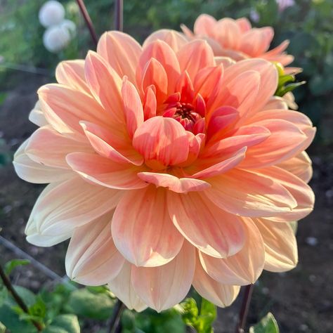 Apricot Desire dahlia #apricotdesiredahlia #apricotdesiredahlias #dahliaapricotdesire #dahlialove#dahliagarden #dahlia #dahlias#dahliasofinstagram Daliah Flower, Dahlia Photography, Dahlia Varieties, Dahlia Bouquet, Dahlia Flowers, Awesome Tattoos, Reference Pictures, Dahlia Flower, August 12