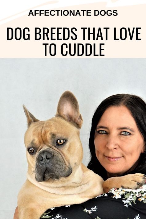 These dog breeds that love to cuddle will be happy to enjoy it anytime, anywhere. Now, you might assume the list is full of small dog breeds. Or the toy breeds as we call them usually. But that is not always the case. There are also large dog breeds that cannot get enough affection Toy Dogs Breeds, Small Dog Breeds Chart, Rip Mom Tattoo, Tattoo Ideas For Daughter, Dog Breeds For Families, Aggrogoth Tattoo, Dog Breeds Chart, Cute Dogs Pictures, Mom Tattoo Ideas