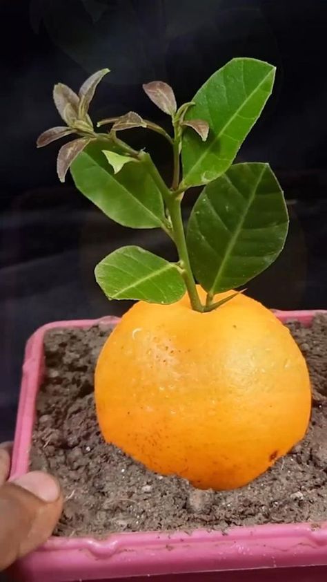 Best way How to grow an orange tree from an orange fruit How To Grow Oranges, Indoor Hydroponic Gardening, Regrow Vegetables, Grafting Plants, Garden Watering System, Growing Fruit Trees, Fruit Orange, Orange Plant, Vegetable Garden For Beginners