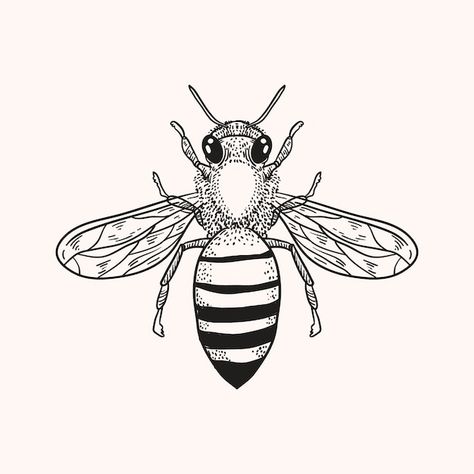 Vecteur gratuit illustration de dessin d... | Free Vector #Freepik #freevector #abeille-dessin #illustration-abeille #abeille #dessin Bee Scientific Illustration, Worker Bee, Scientific Illustration, Ink Ideas, Shirt Ideas, Bee, Google Search, Art