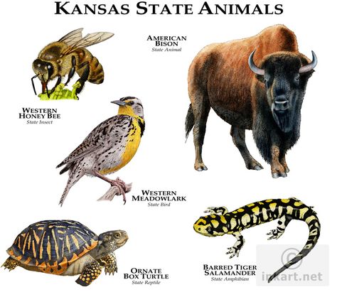 Fine art drawing of the official state animals of Kansas State Animals, Gaboon Viper, African Rainforest, Tiger Salamander, The Amazon Rainforest, African Grey Parrot, Kansas State, Animal Species, Amazon Rainforest