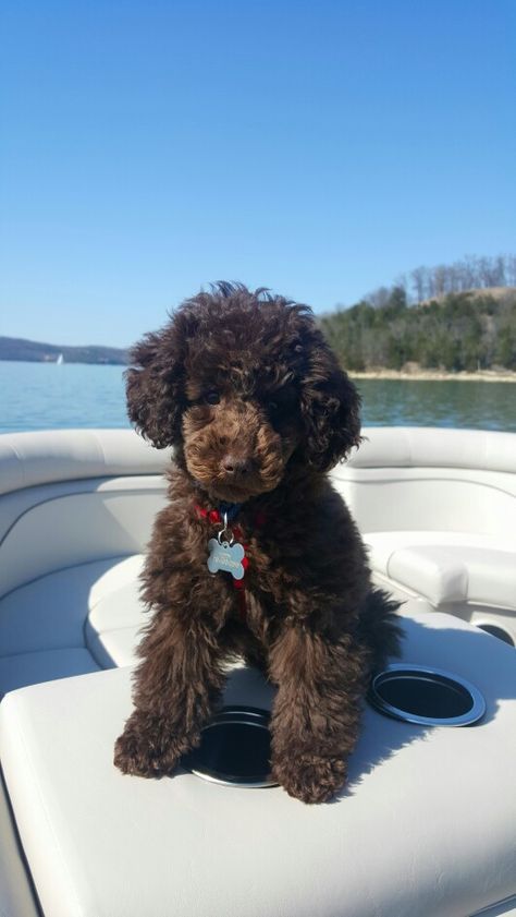 Toy Poodle Teddy Chocolate Poodle Toy, Miniature Poodle Aesthetic, Chocolate Mini Poodle, Toy Poodle Chocolate, Mini Poodles Full Grown, Minature Poodle Brown, Dark Brown Toy Poodle, Chocolate Poodle Miniature, Maltipoo Chocolate Brown