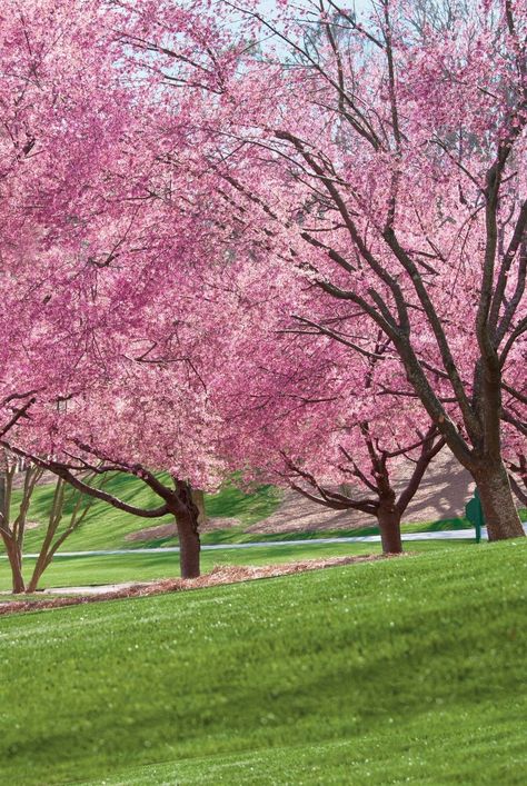 Cherry blossom trees bring stunning spring flowers, rapid growth, handsome bark, and colorful autumn leaves. Learn how to grow your own. #gardenideas #gardening #southerngardening #cherrytrees #cherryblossomtrees #gardentips #southernliving Japanese Flowering Cherry Tree, Cherry Bollosom Tree, Cherry Trees In Landscape, Aesthetic Flower Design, Growing Cherry Trees, Cherry Blossom Garden, Lake Simcoe, Yoshino Cherry Tree, Spring Blooming Flowers