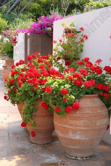 Mediterranean Garden Design, Geraniums Red, Red Geraniums, Garden Containers, The Secret Garden, Mediterranean Garden, White Wall, Container Plants, Front Garden