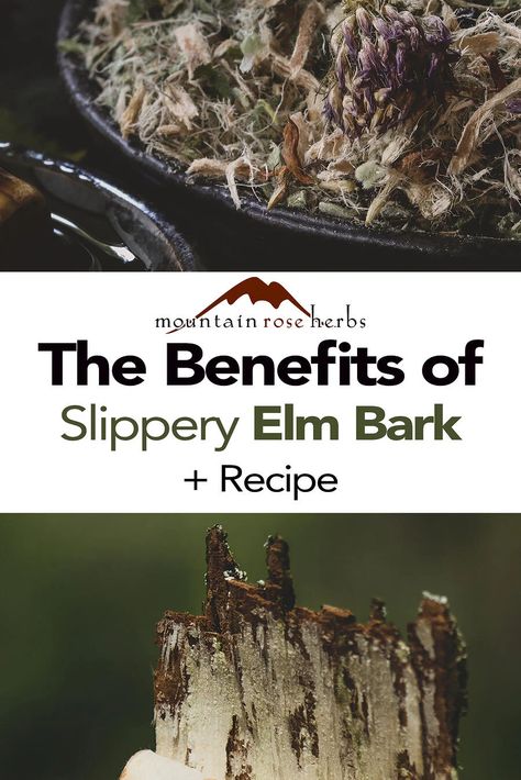 Slippery Elm Benefits, Slippery Elm Tea, Medicinal Herbs Remedies, Witch Recipes, Herbal Medicine Cabinet, Herb Life, Herbal Health, Slippery Elm Bark, Herbal Medicine Recipes