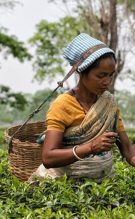 Assam Tea, Tea Farm, Tea Estate, Northeast India, Tea Garden, Village Life, Tea Art, Bhutan, Arte Popular