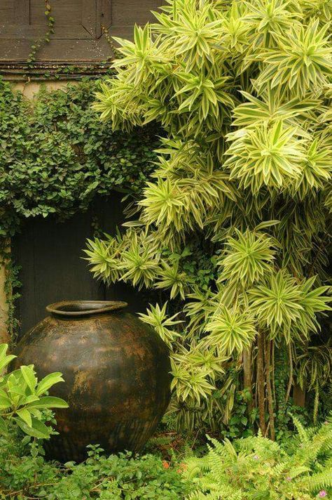 Dracena Plant, Small Tropical Gardens, Balinese Garden, Tropical Landscape Design, Garden Tropical, Cheap Garden, Tropical Garden Design, Tropical Backyard, Japanese Garden Design