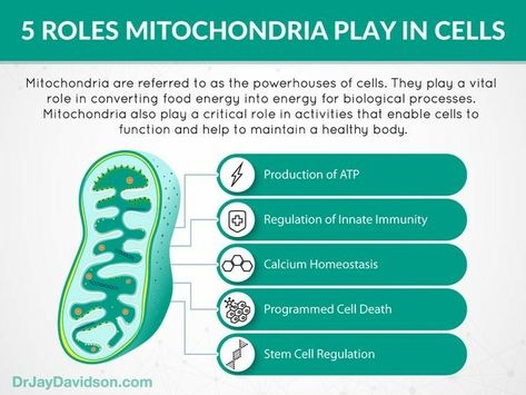 Science Cells, Mitochondrial Health, Exercise Science, Health Chart, Medical School Life, Visual Library, Skeletal System, Human Body Anatomy, Science Nerd