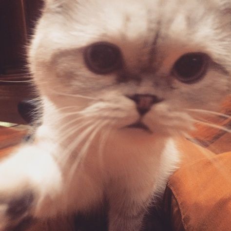 Olivia Abigail Anderson, Taylor Swift Cat, Take A Selfie, Olivia Benson, Meredith Grey, Taylor Swift Fan, Taylor Swift Pictures, Lucky Cat, But First