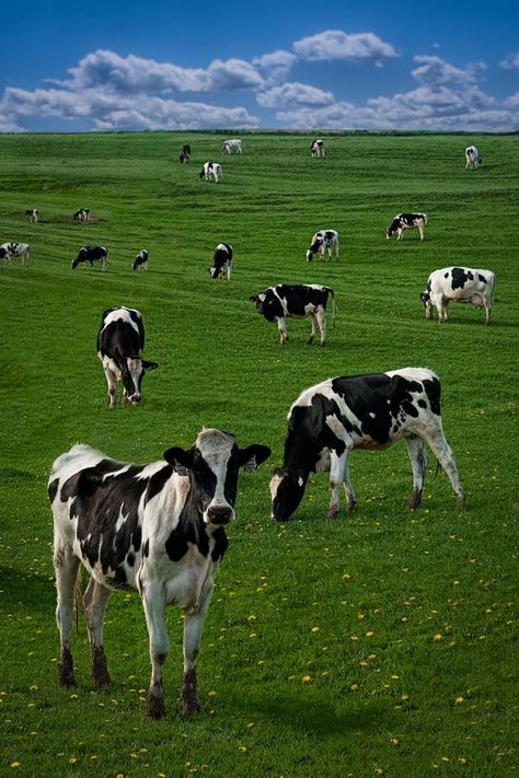 Dairy Cows Holstein, Field Of Cows, Cow Field, Cows In A Field, Black And White Cows, White Cows, Cows Grazing, I Love Cows, Farm Pictures