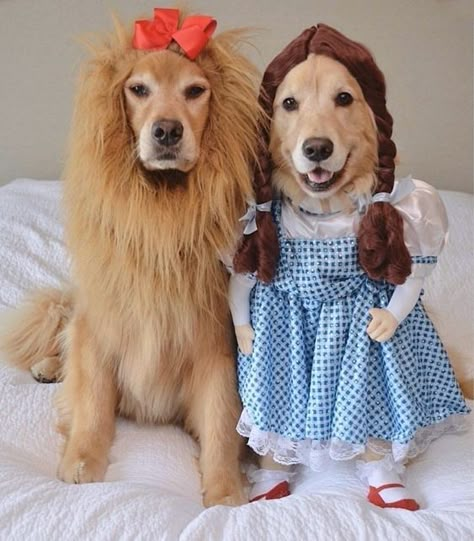 35 Fun Pet Costumes for Halloween to Be Your Best Partner Cute Dog Costumes, Pet Halloween Costumes, Dog Halloween Costumes, Cute Halloween Costumes, Dog Costumes, Halloween Animals, Dog Costume, Two Dogs, Pet Costumes