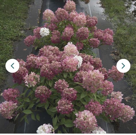 Firelight Hydrangea, Panicle Hydrangea, Hydrangea