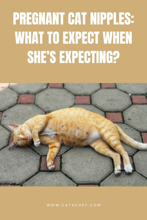 Pregnant cats are usually self-sufficient mothers known to birth kittens through all types of difficulty. But, there’s always a but when we’re talking about cat pregnancy. Before you freak out over the possibility of your cat being pregnant, you might want to learn more about pregnant cat nipples.


#catschef #cat #cats #kitten #kittens #catlover #catlovers #catlife #catoftheday #meow #pets #cute #love #animals #animallovers #kitty #kittycat #persiancat #mainecoon Cat Pregnancy, 7 Weeks Pregnant, Pregnant Cat, Cat House Diy, Mother Cat, Pregnancy Signs, Being Pregnant, Pets Cute, Pregnancy Journey